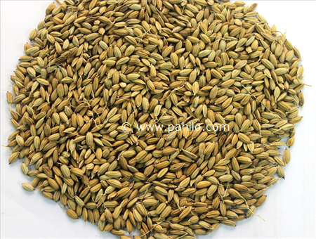 Black Rice Seed