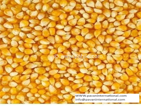 Yellow Maize Animal Feed