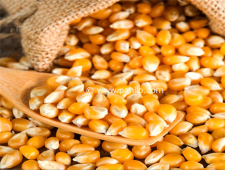 Yellow (Corn) Maize Animal Feed