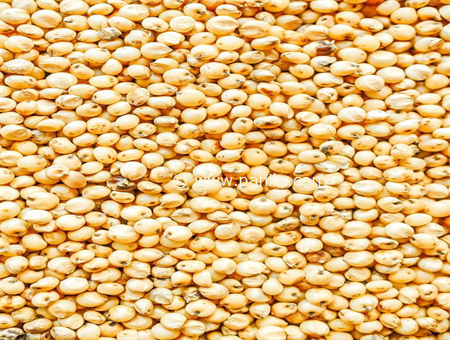 Sorghum {Jowar}